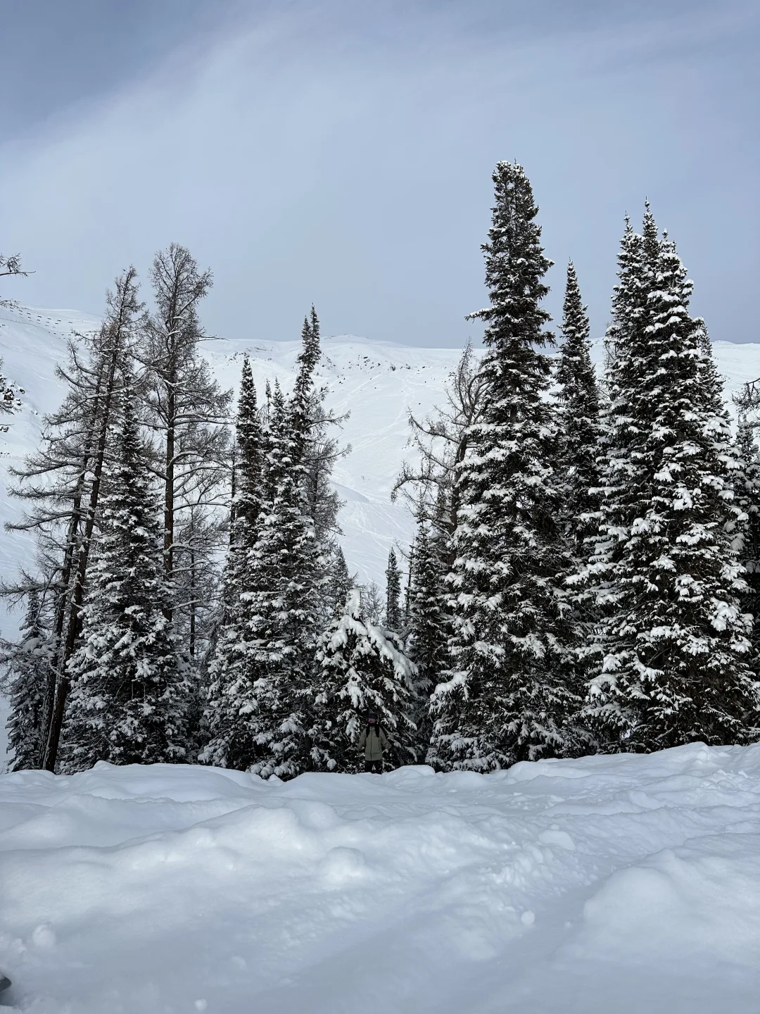 开板需要passion🏂生活无解 滑雪撒野