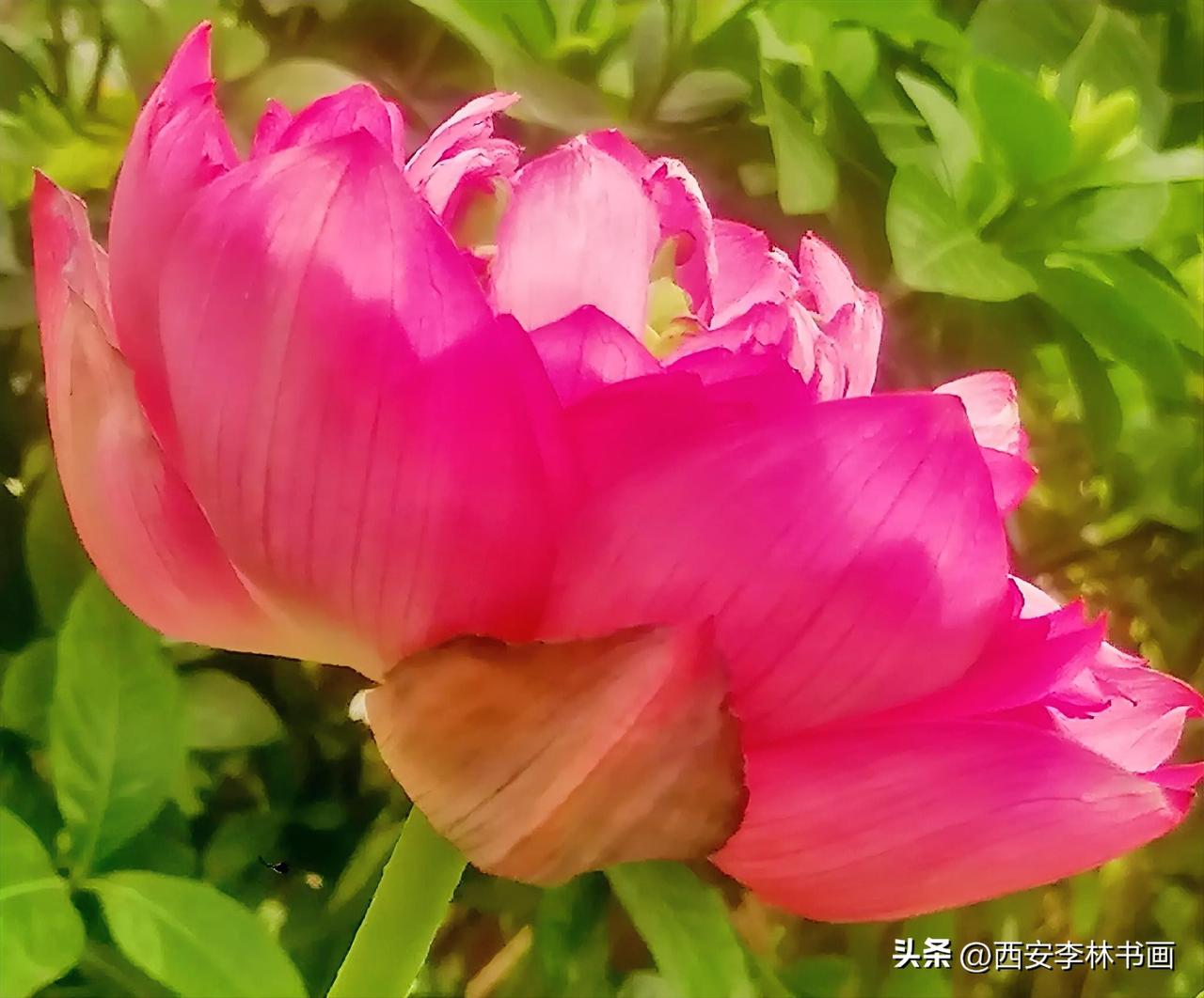 《荷花（李林摄）》