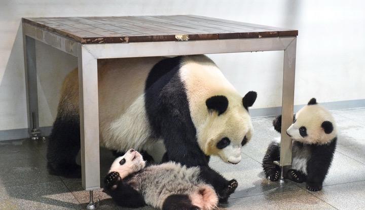 中国熊猫即将回国，都是高市早苗自己作的
日本人最近讨论最多的，就是动物园里的大