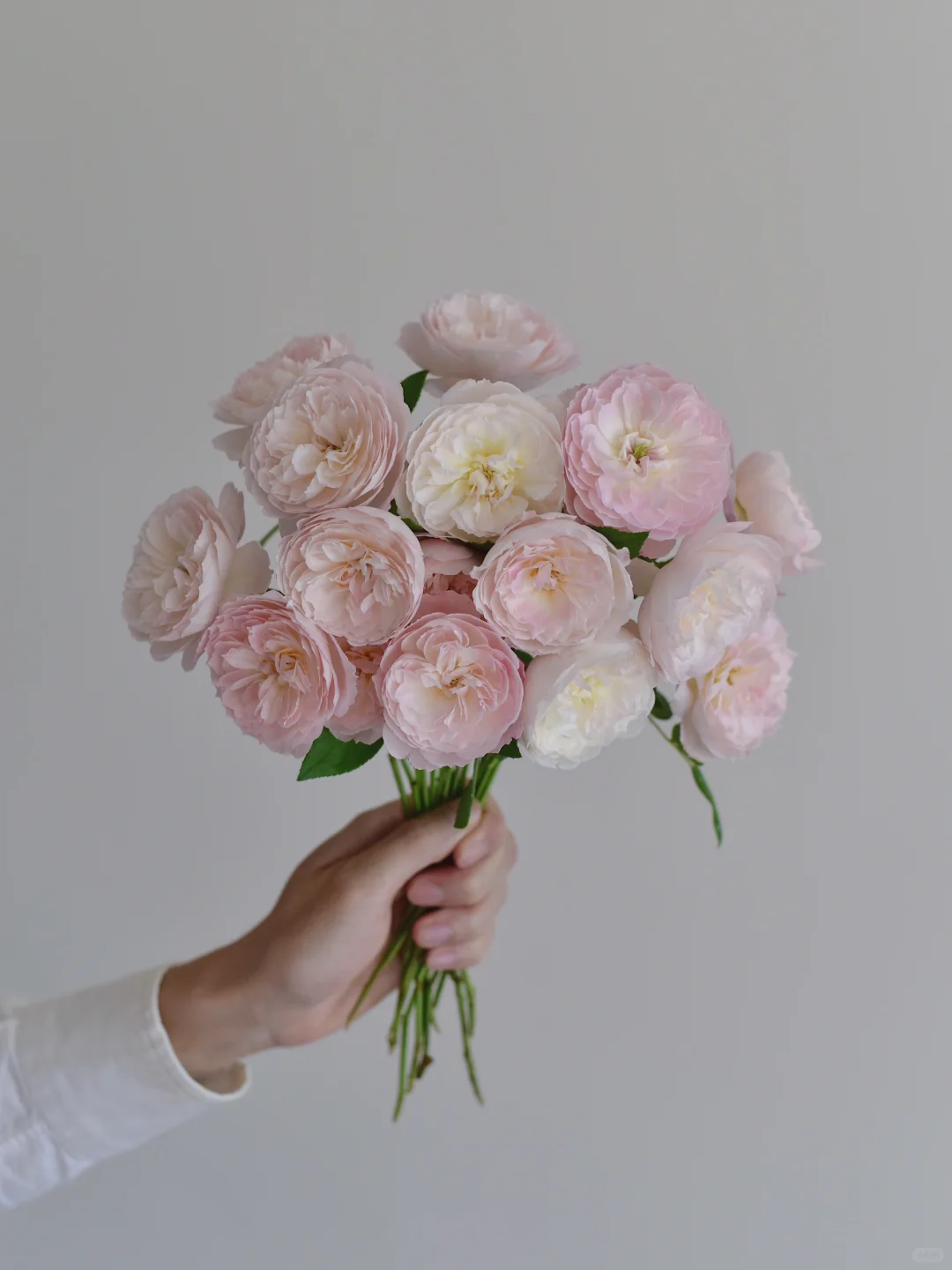 简艺玫瑰园·有晴