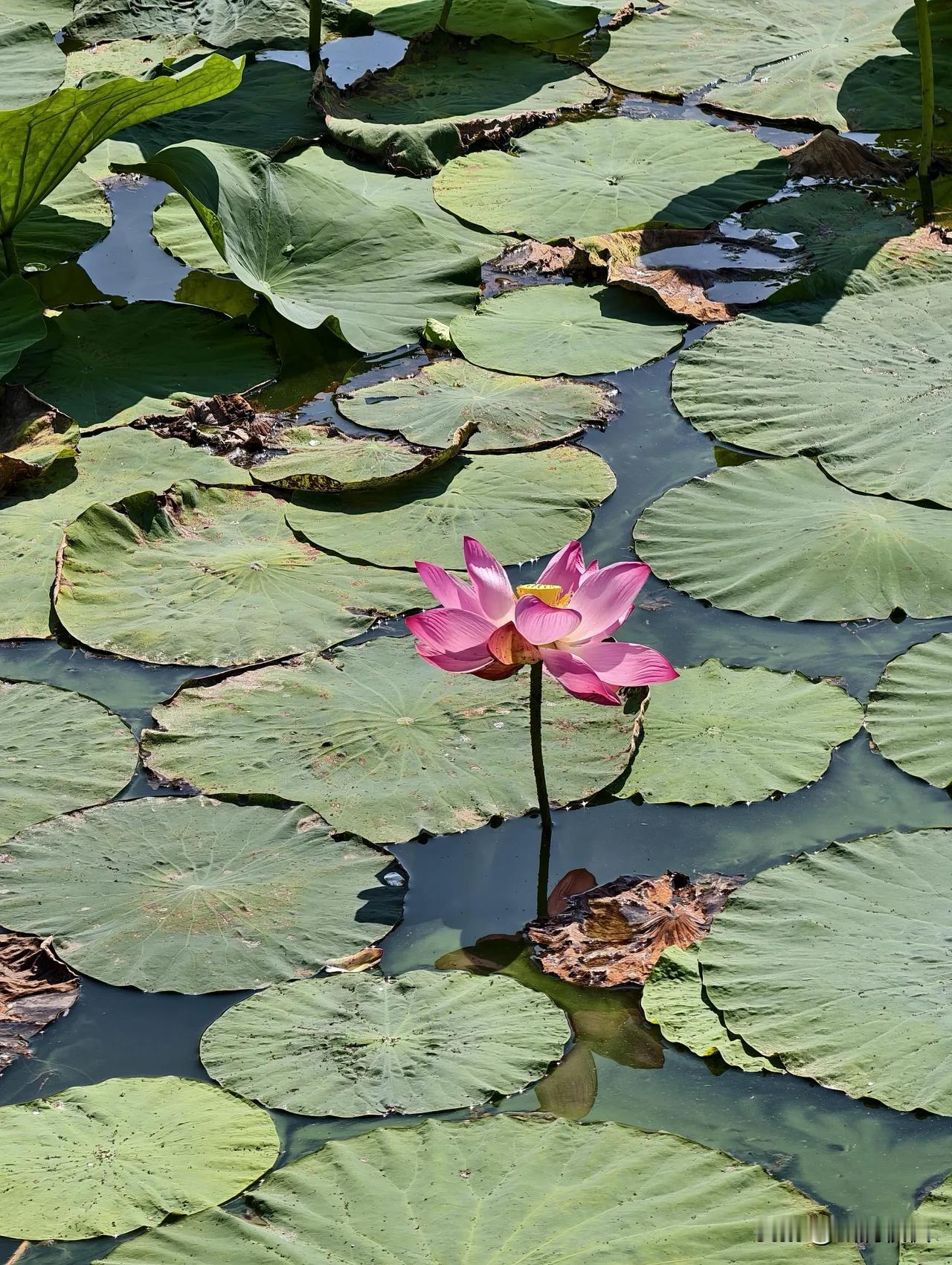 盛夏的闷热里，急需一池荷风，吹散周身所有浮躁，送来满溢的清凉。两朵粉荷亭亭立在叠