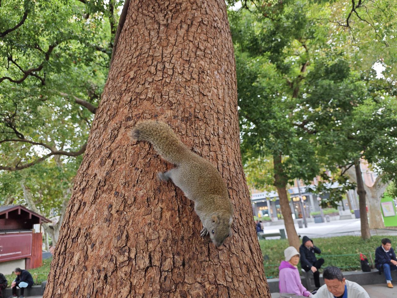 西湖景色优美，空气清新，无论出现什么样的画面都不会感到违和。这就是西湖的魅力，你