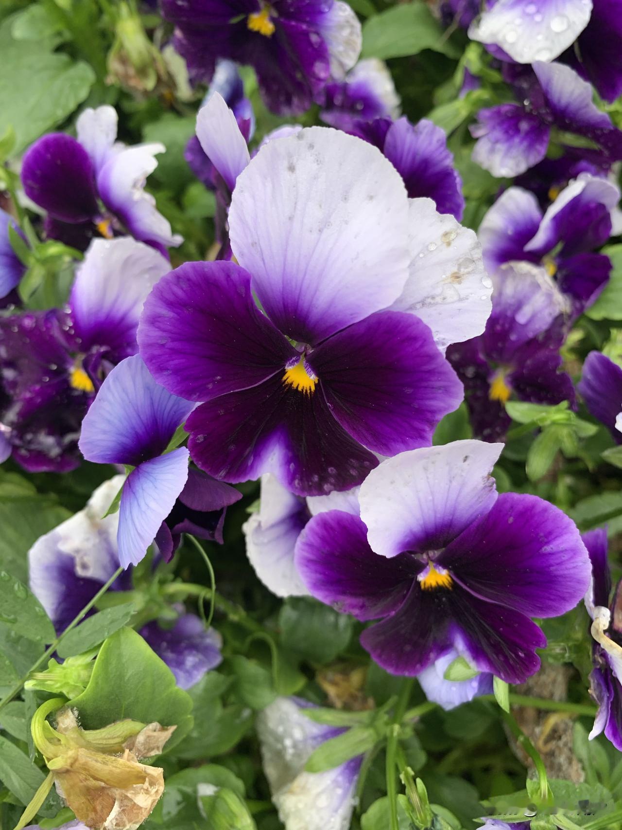 真沉着的气，2490元，已经两年，估计又和浙江同步了。