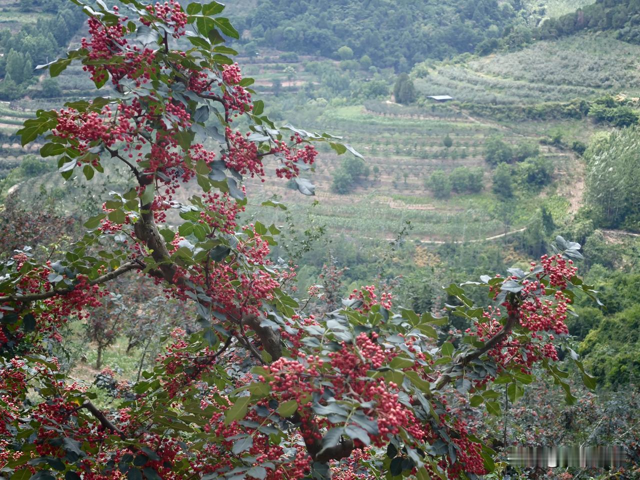凤县花椒（又称“凤椒”或“凤县大红袍花椒”）是陕西省宝鸡市凤县的特产，也是中国国