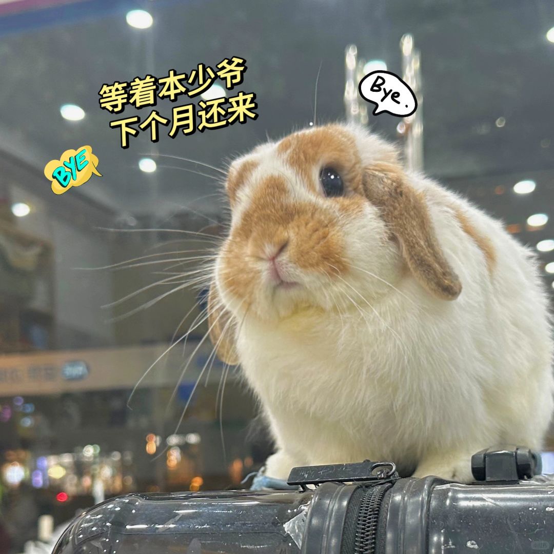 接少爷回家咯 🐰