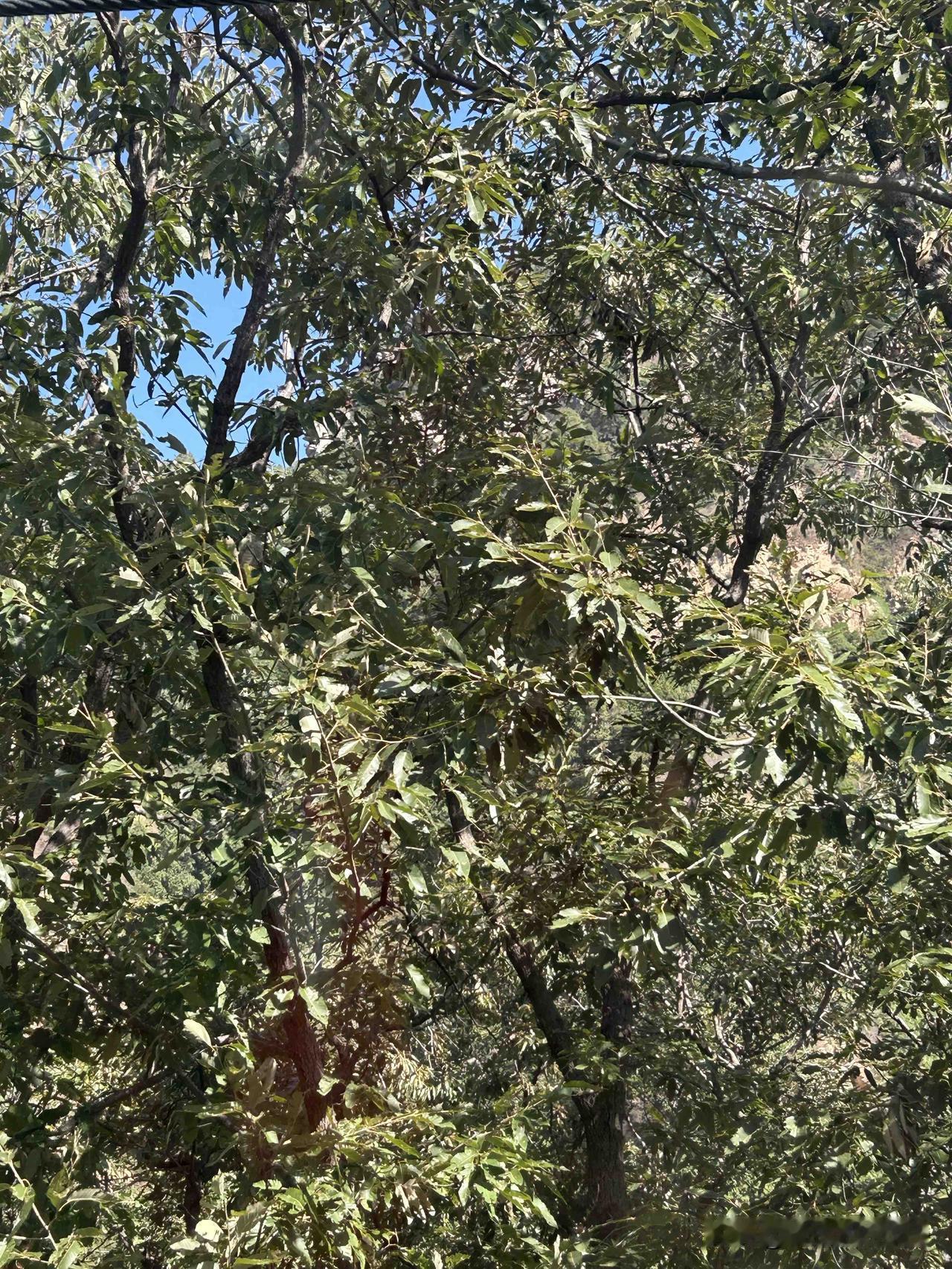 我今年拔了一颗牙，上月因为吃了一颗硬的花生豆，嘎嘣一下，又一颗牙掉了一半，我多不