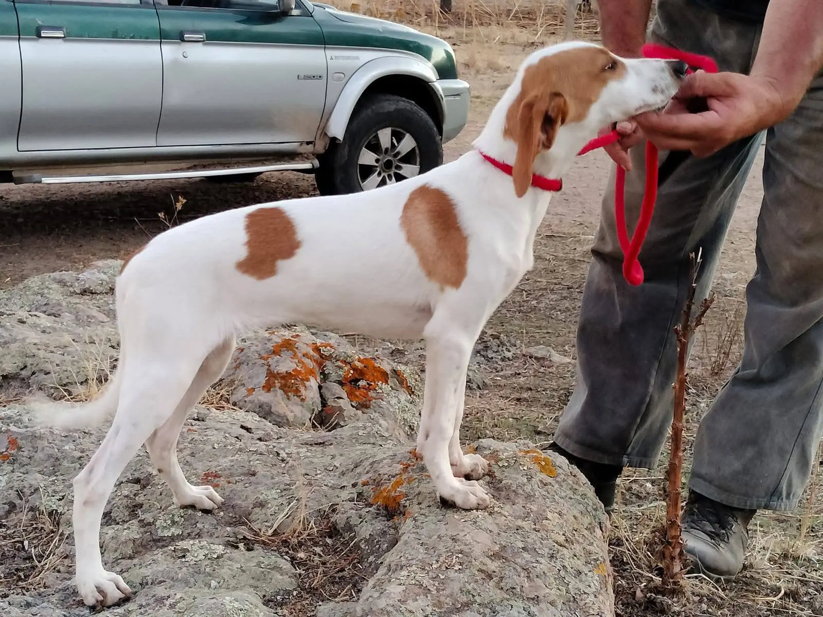 伊斯特拉猎犬 实战猎犬 巴尔干猎犬