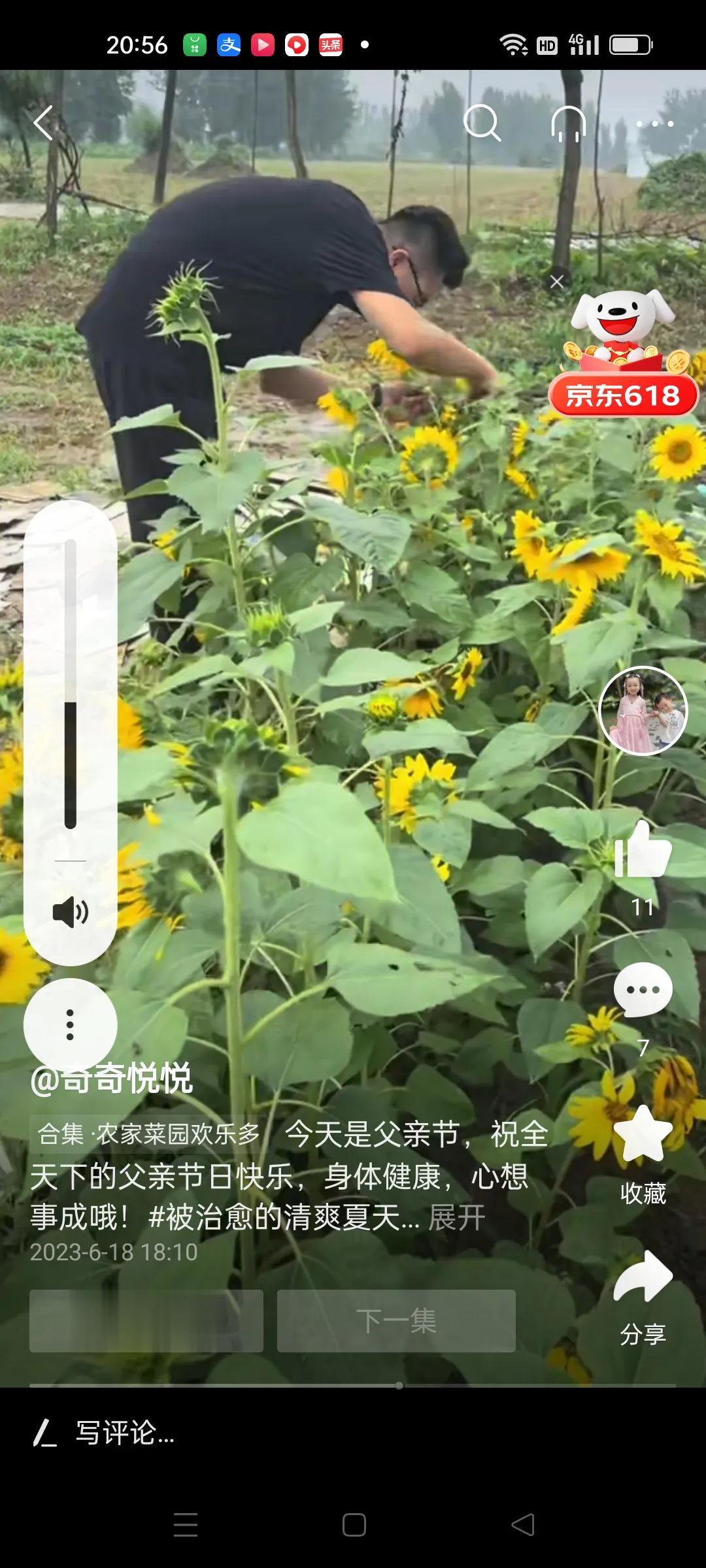 父亲节，看不出来这俩人有什么高兴的。
在自己娘家的菜园子外面种了一片向日葵，昨天