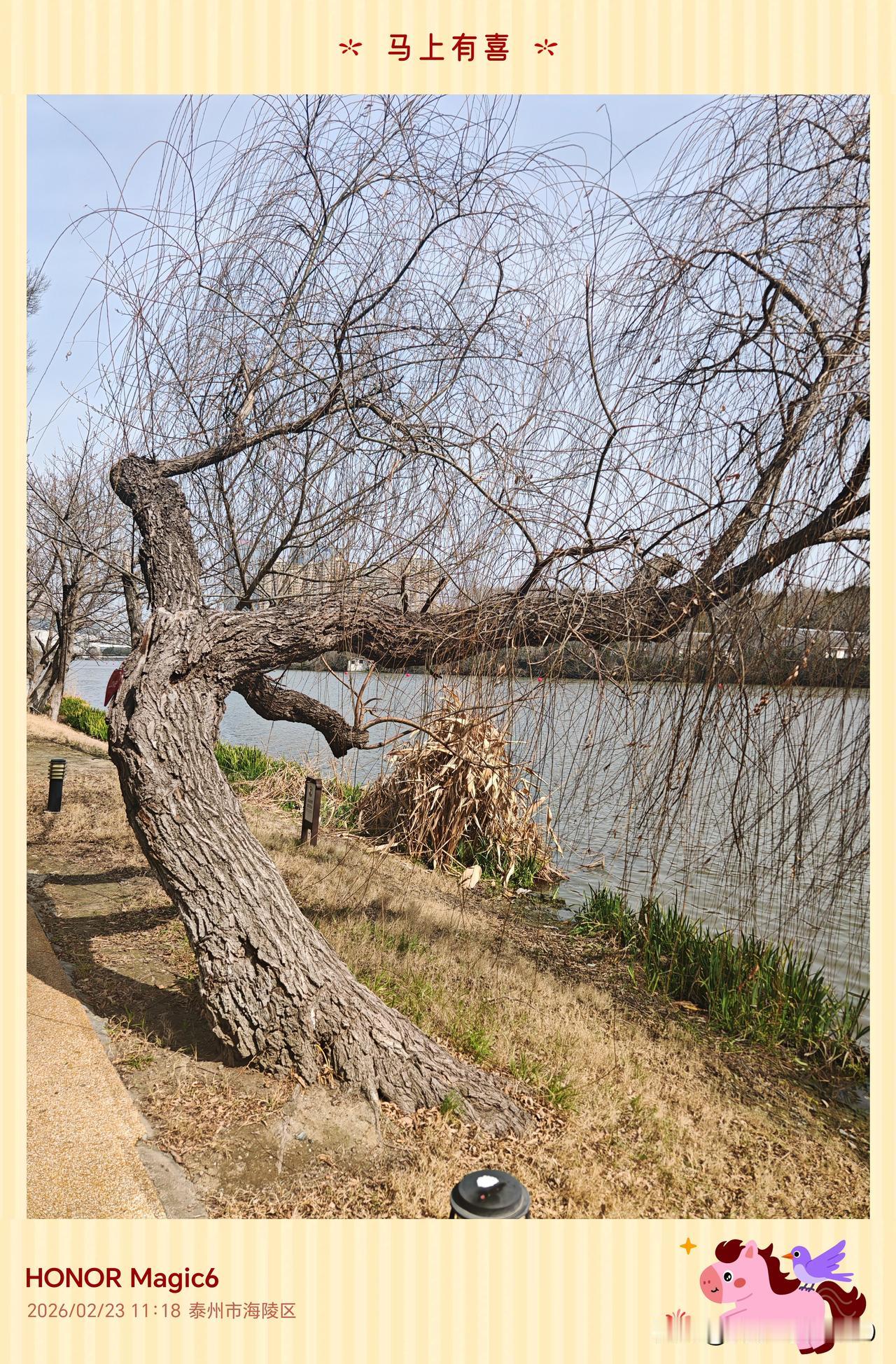 路过的人都说：这树长得怪。

是啊，怪。根是斜的，却长出了直的干；干是直的，却撑