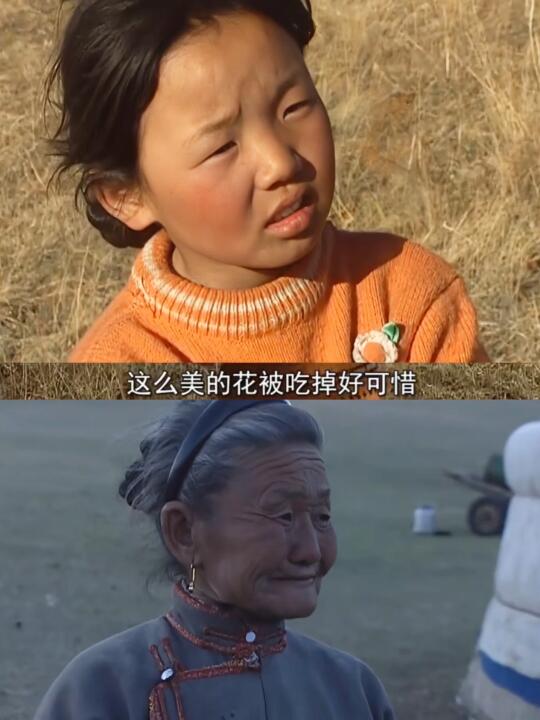 是啊 这么美的花被吃掉了😢