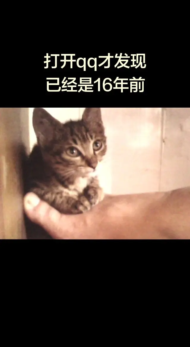 猫咪老照片 世界上怎么可能没有猫咪 评论区看看你们的猫
