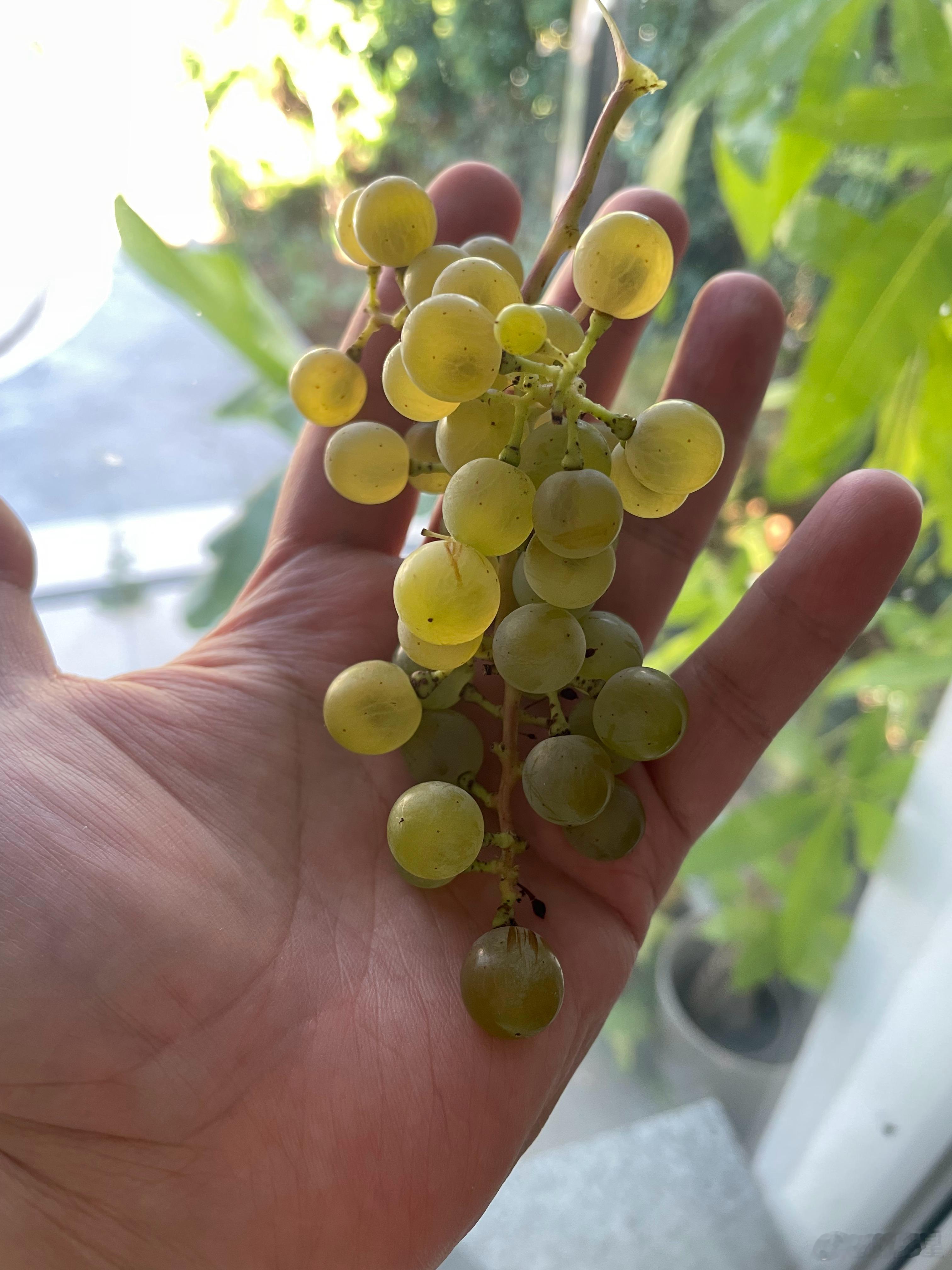 这叫什么凤凰黄葡萄，甜甜的，就是很小只，明年再看看了。还有一串巨峰，再养养，过几