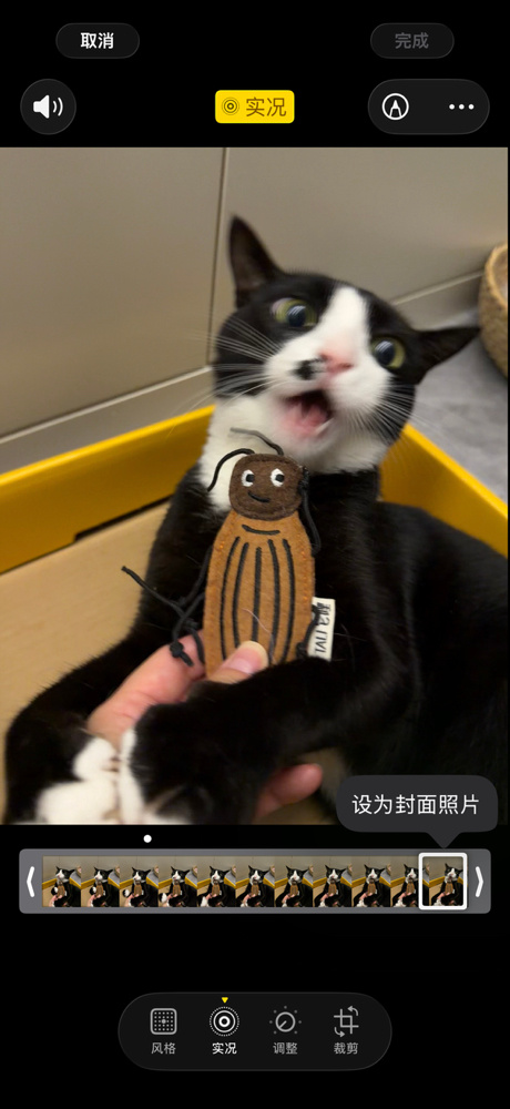 成为我们家的一员吧，美洲大蠊！奶友会 （投稿：） 