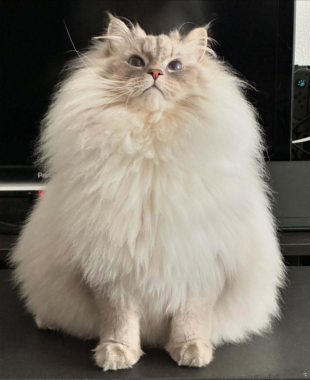 夏天也没见毛稀点的西森猫cr：eleven11neko ​​​