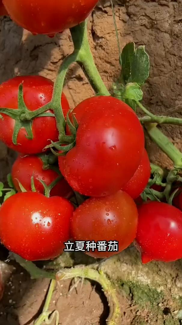 种菜口诀。
不管种不种地，你都应该知道的一些基本种菜时间和技巧。
·立春种豆角。
