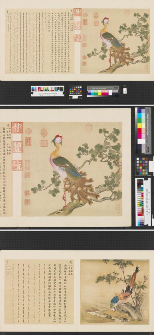 鸟谱.第01册（三十幅）清.余省.张为邦合摹蒋廷锡绘.绢本设色（41....