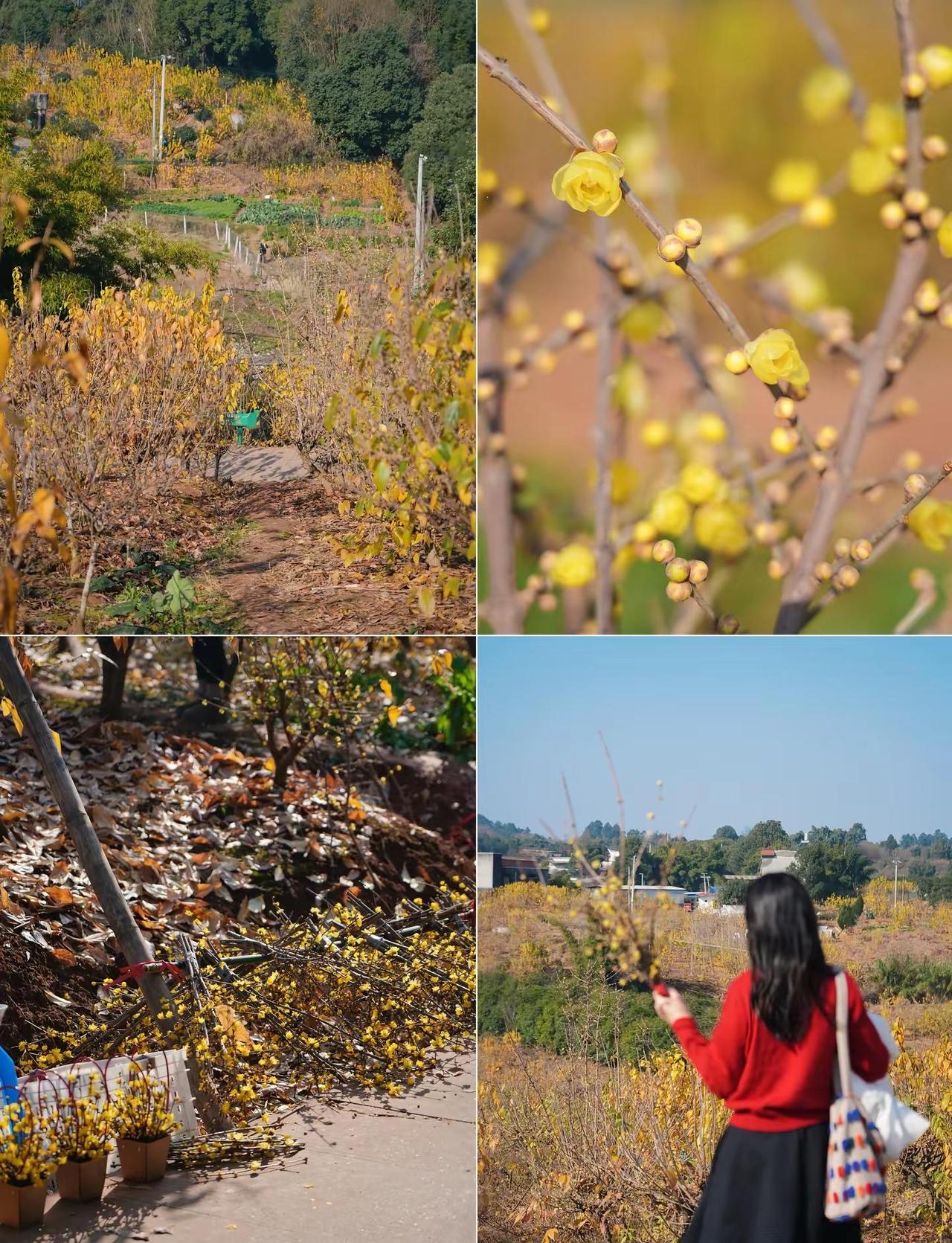 公交直达❗️老少皆宜的轻徒步赏腊梅路线！这条赏腊梅徒步路线好适合全家出行，🈶3