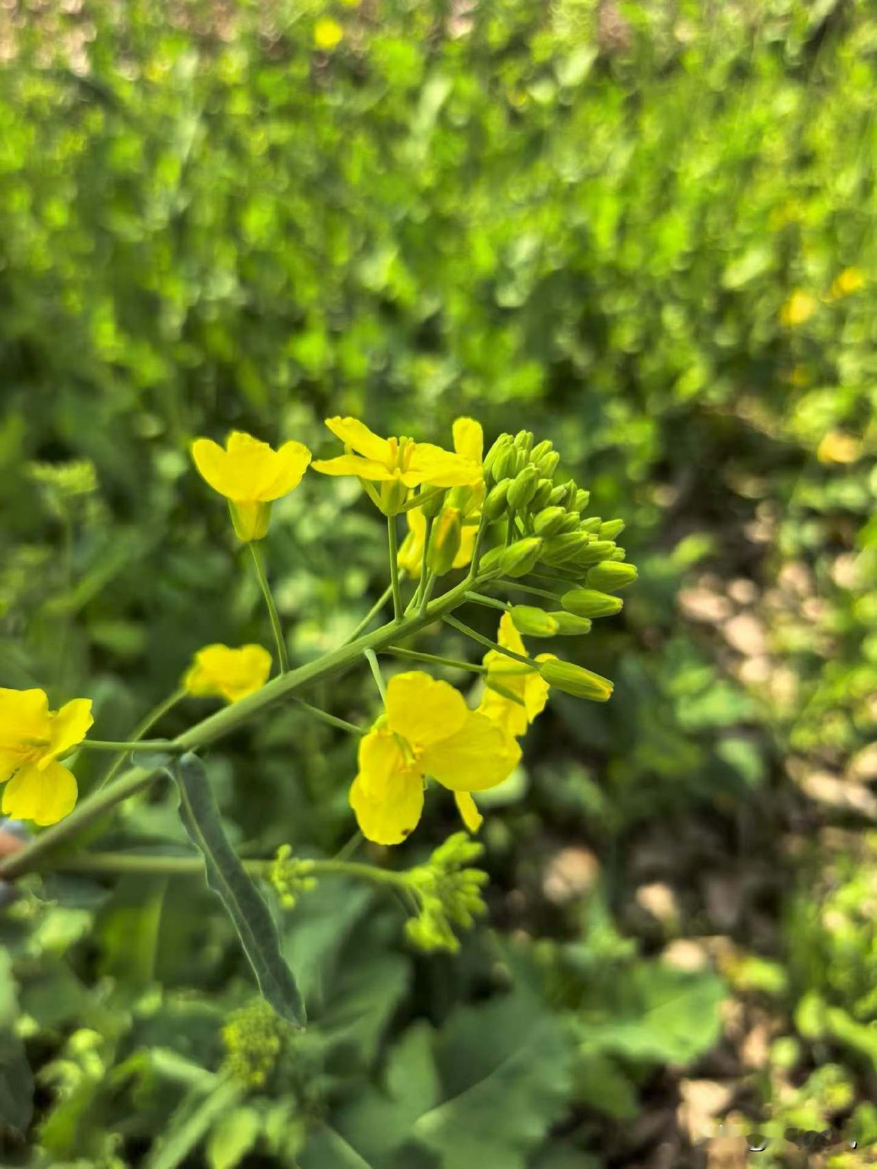 朋友从远方来，带他们夫妻俩出去玩，中午饿了，去吃了西安的特色。
下午继续转，今天