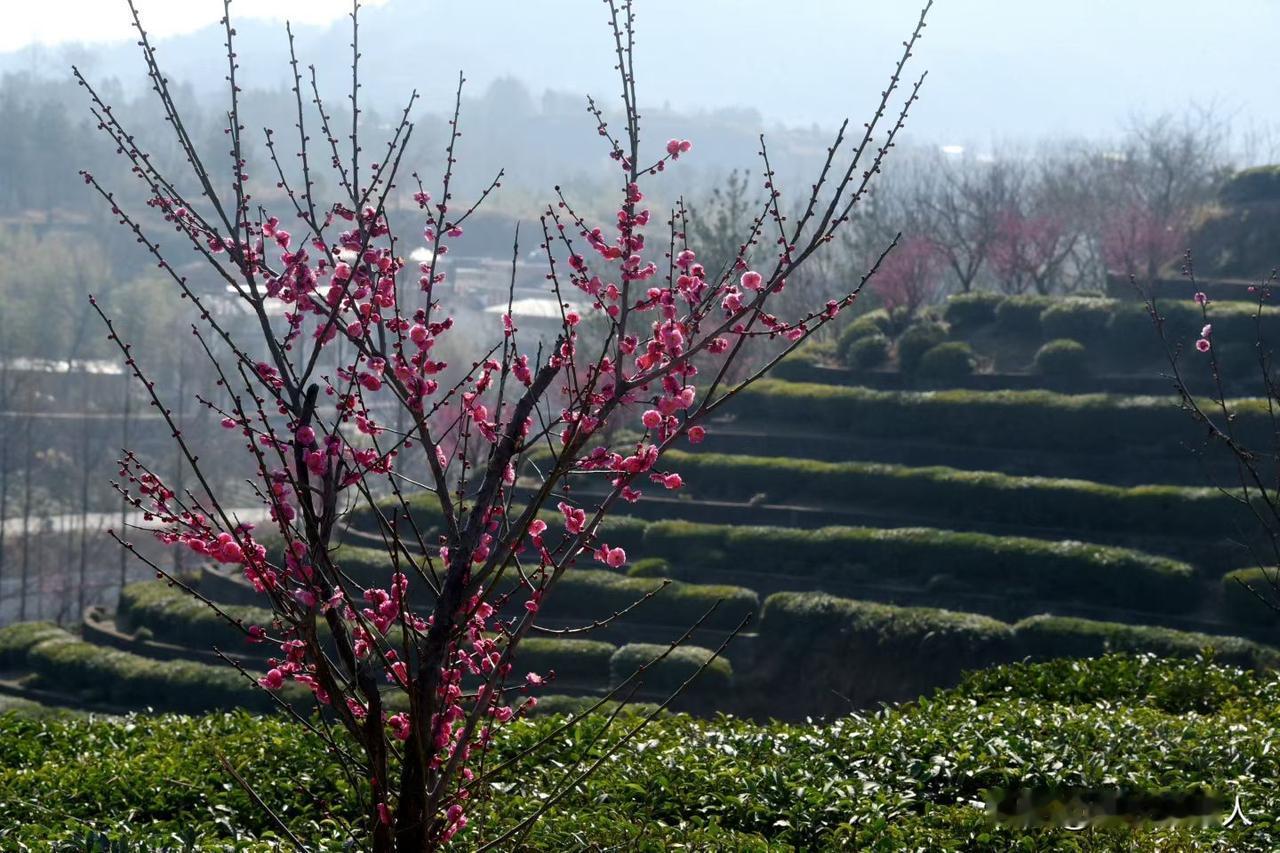 春季的时候，樱花树开满艳丽淡雅鲜花，我喜欢拍一些照片记录一下，太美了！
