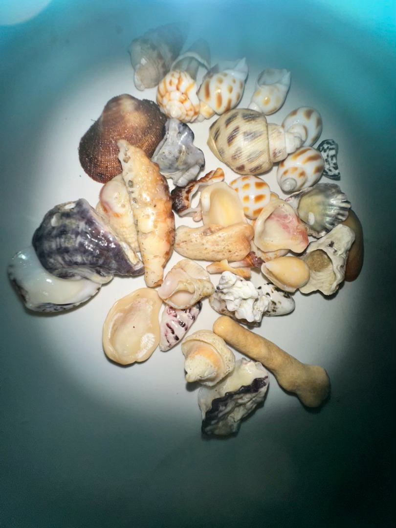 刚在海边捡了好多漂亮的奇异古怪的小贝壳🐚！漂亮吗？她们几个抓螃蟹🦀的走得太远