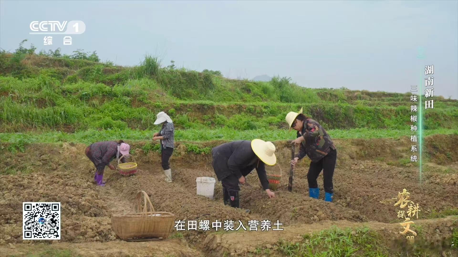 创意种植开眼界！不用复杂工具，田螺当容器 + 装土盖稻草，简单几步一周就能发芽～