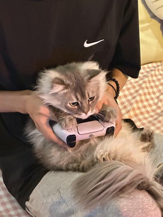 在天一！我居然让一只猫带我打电玩🎮……