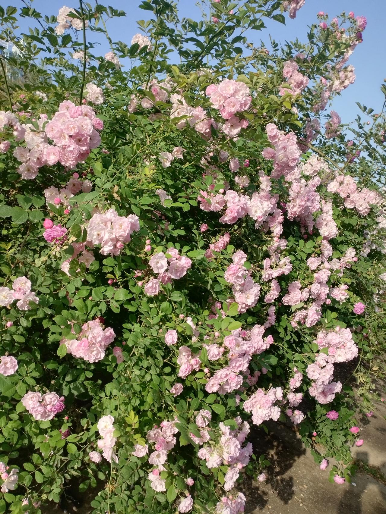 为我的真诚创作点赞！ 👍❤️🔥你也快来发布一条吧！带话题，更容易被官方看见哦