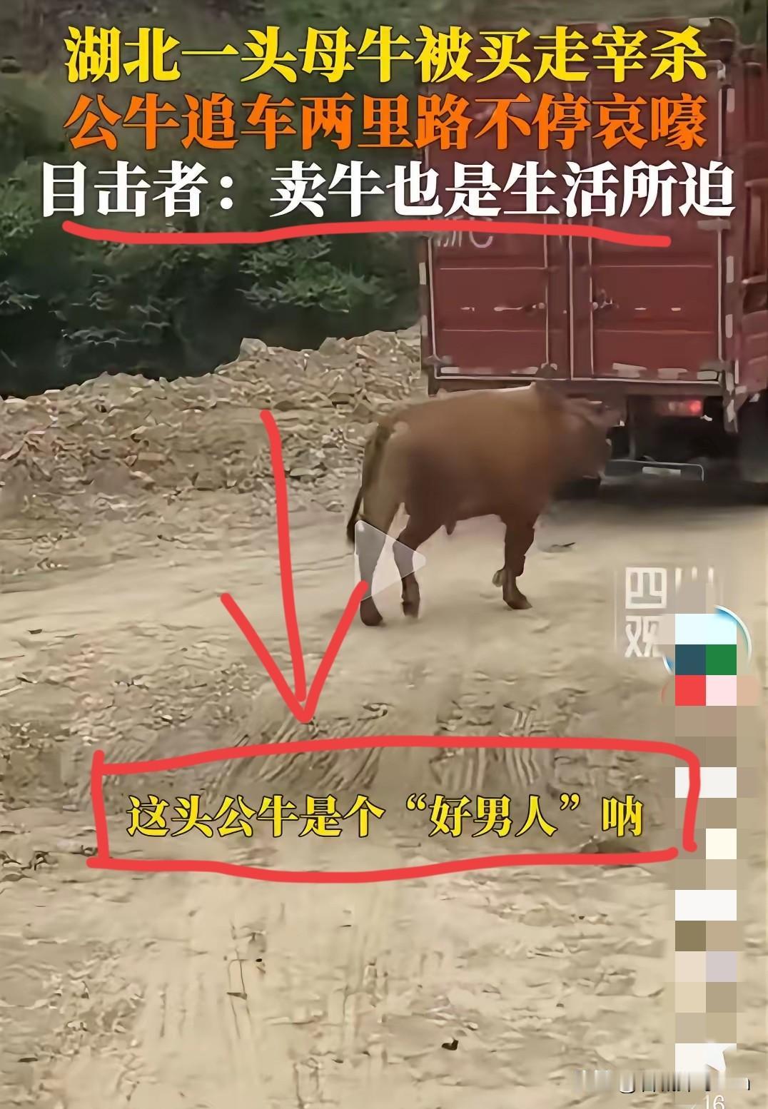 破防了！5月8日湖北丹江口，母牛被买家拉去宰杀，朝夕相伴的公牛当场失控，一路狂追