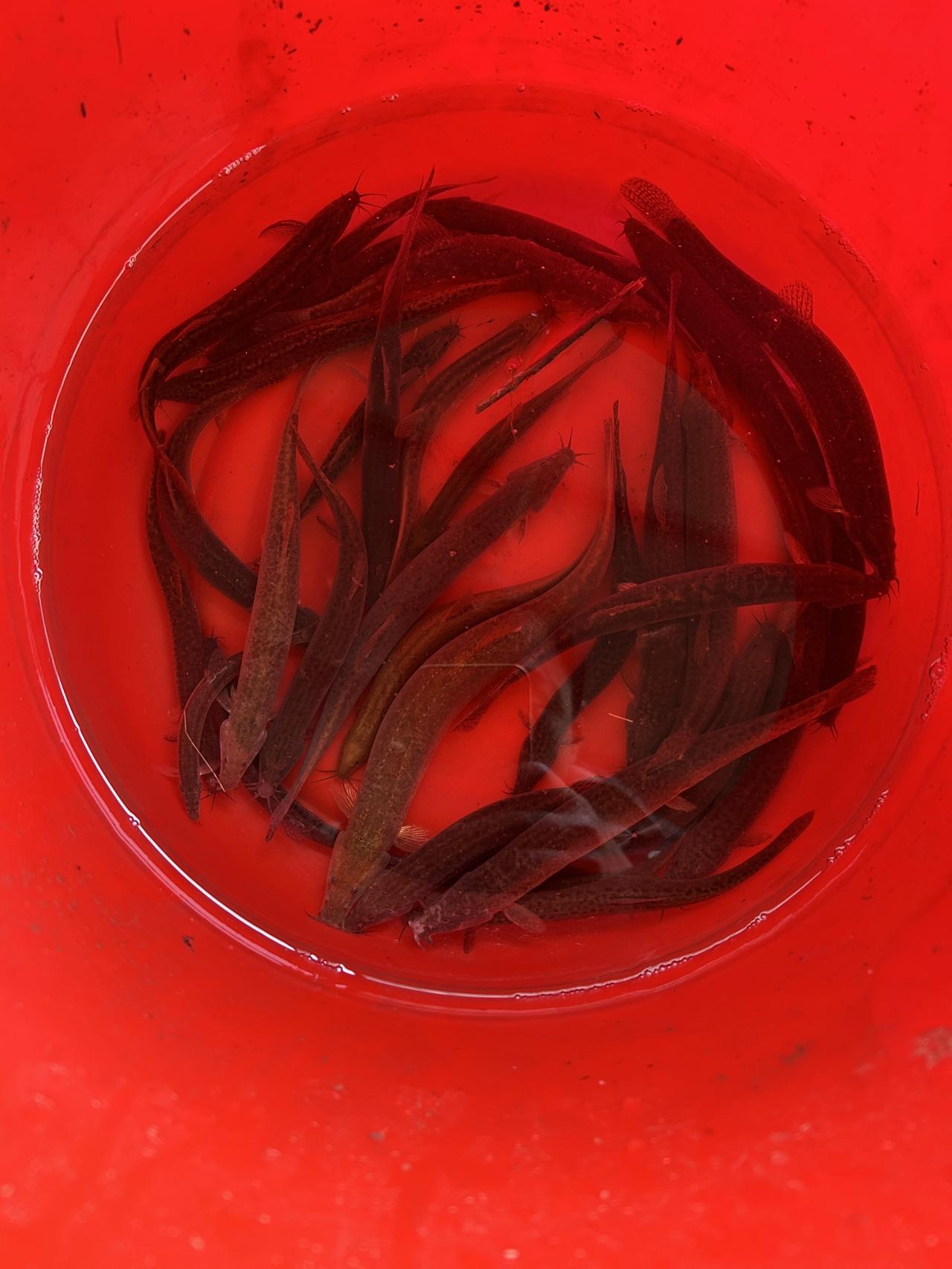 天天都在直播逮黄鳝，四川没有冬天