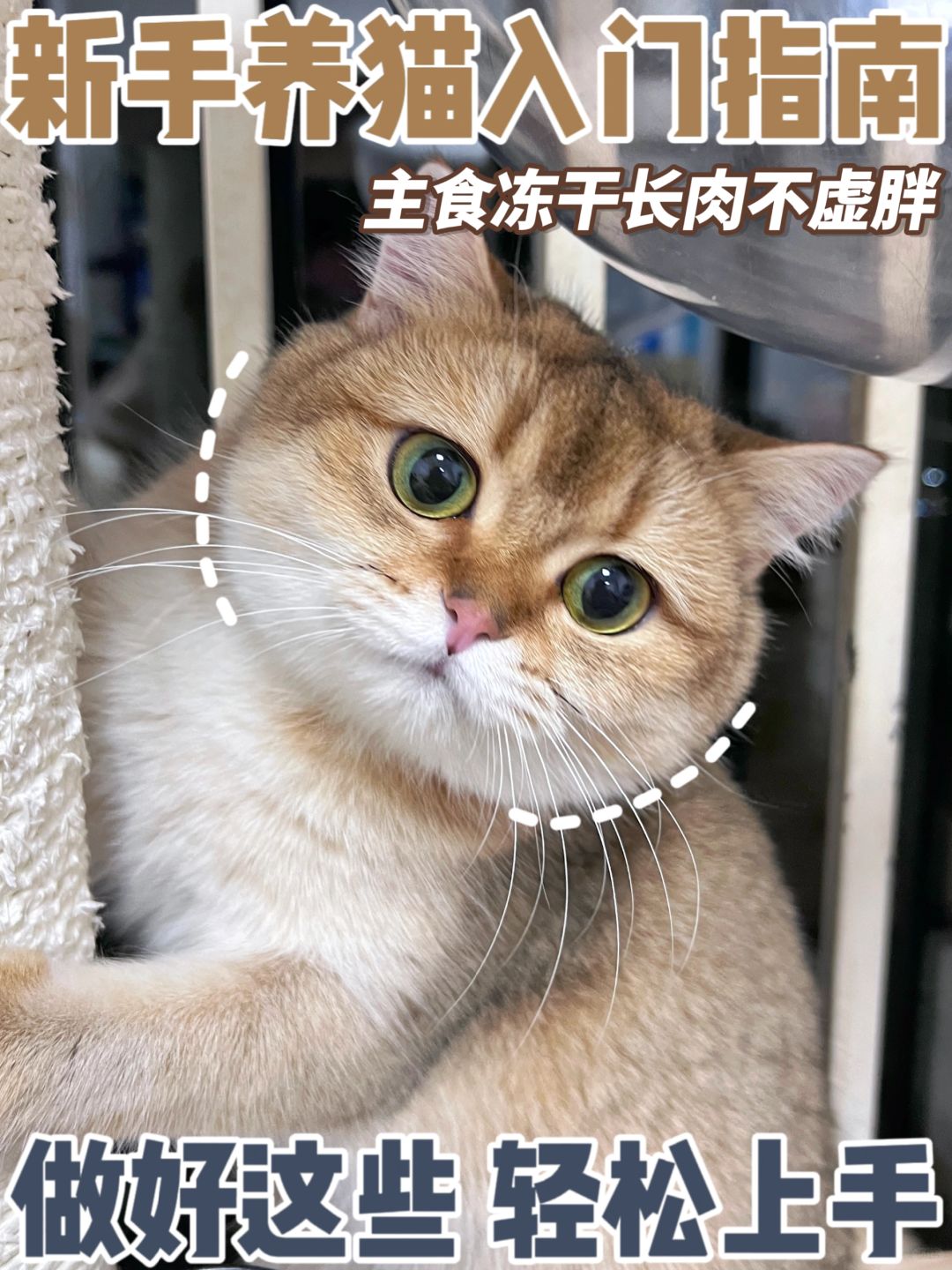 新手养猫入门指南！做好这些就是合格铲屎官