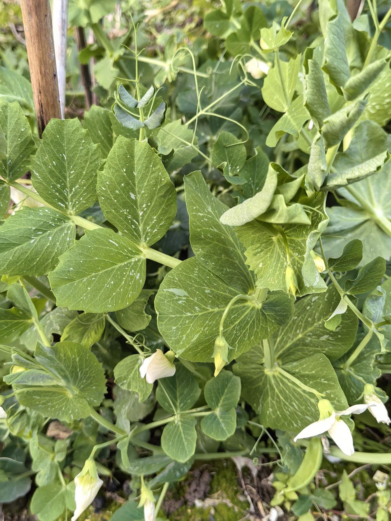 听说豌豆苗很好吃，可以做汤，也可以清炒。把豌豆苗最嫩的部分掐下来后，只要施足肥料