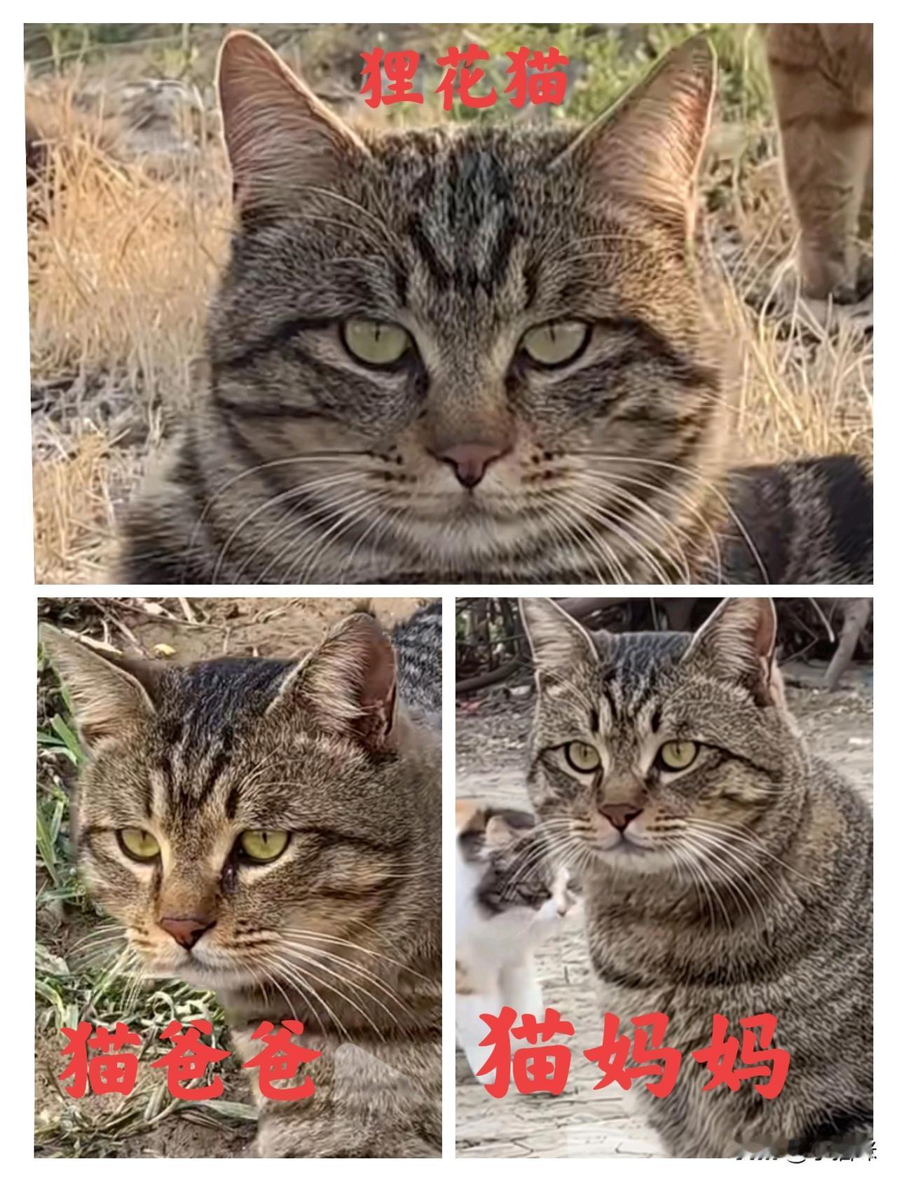 这个十分帅气的狸花猫，看看它的基因咋样？原生家庭啥样？

找到它原生家庭的父母，