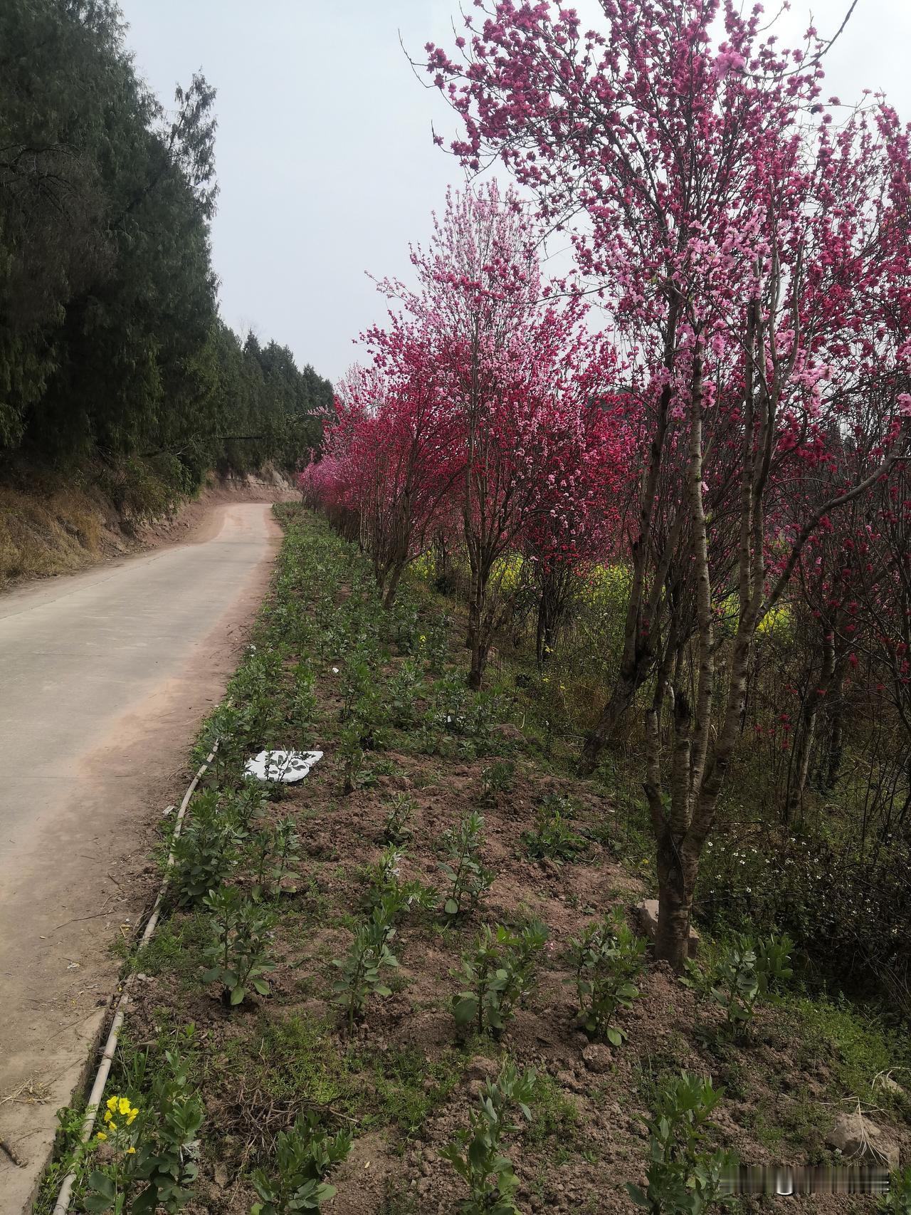自从当地中江县农村修建了垃圾桶，这是给当地迎来了翻天覆地的变化，家乡很美，带来了