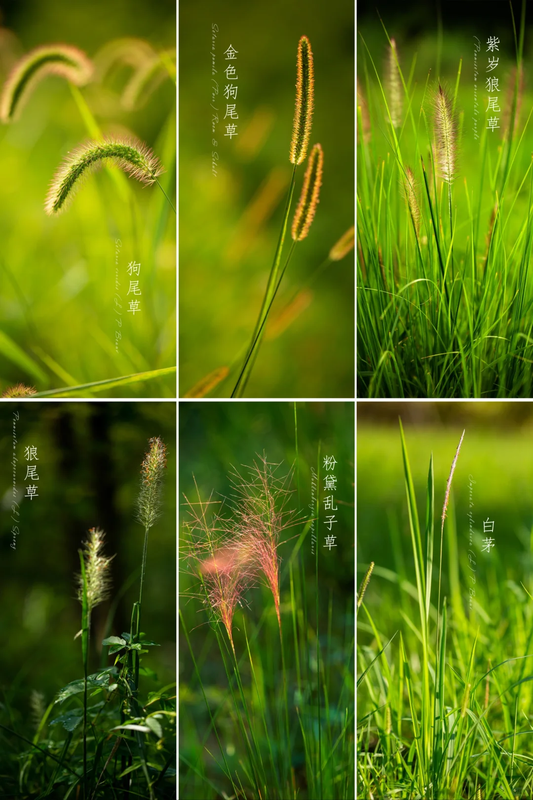 那些年，被我们误认为是“狗尾草”的植物。