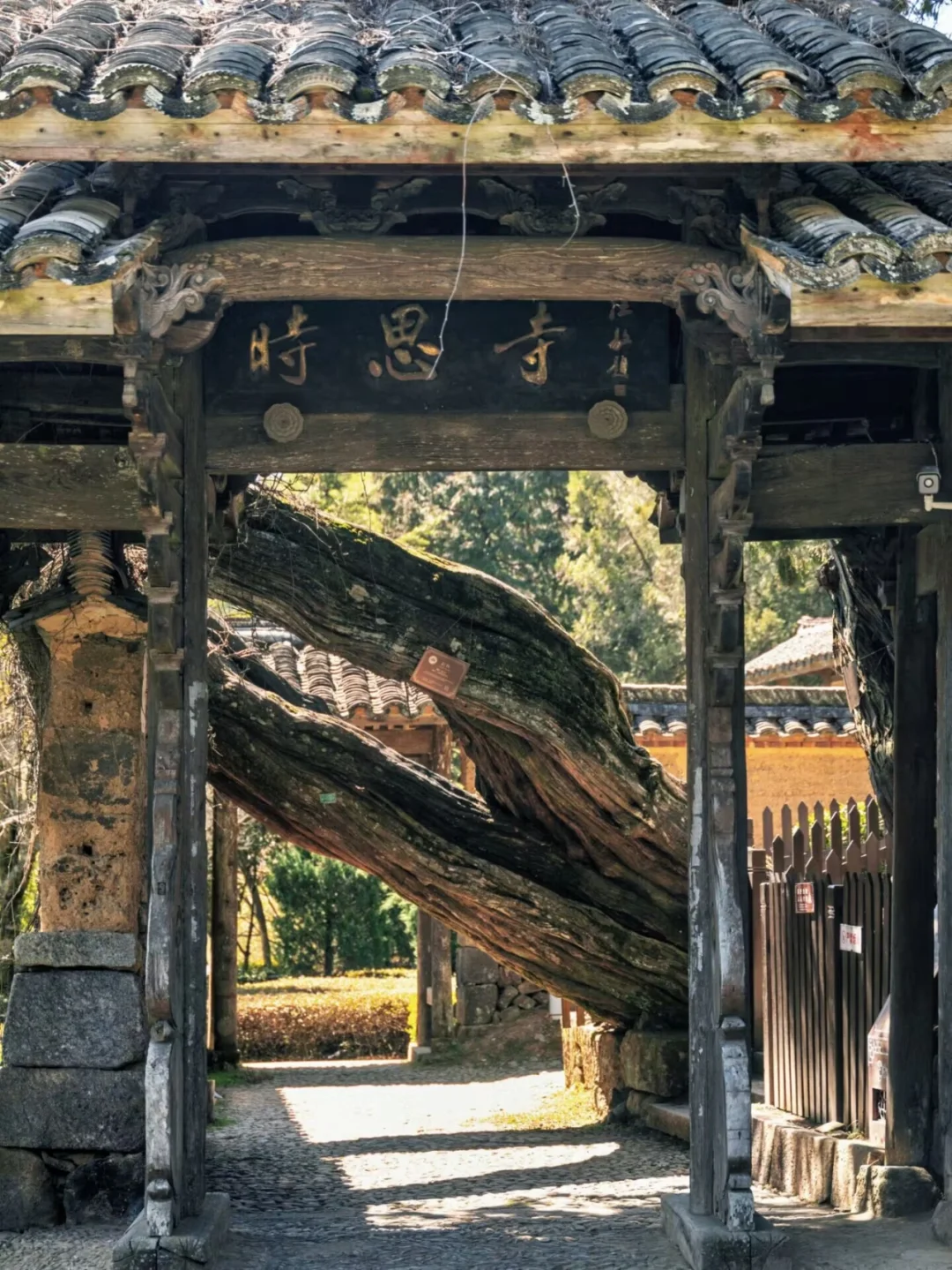 为了这扇门，我跑了四百公里到丽水❗❗