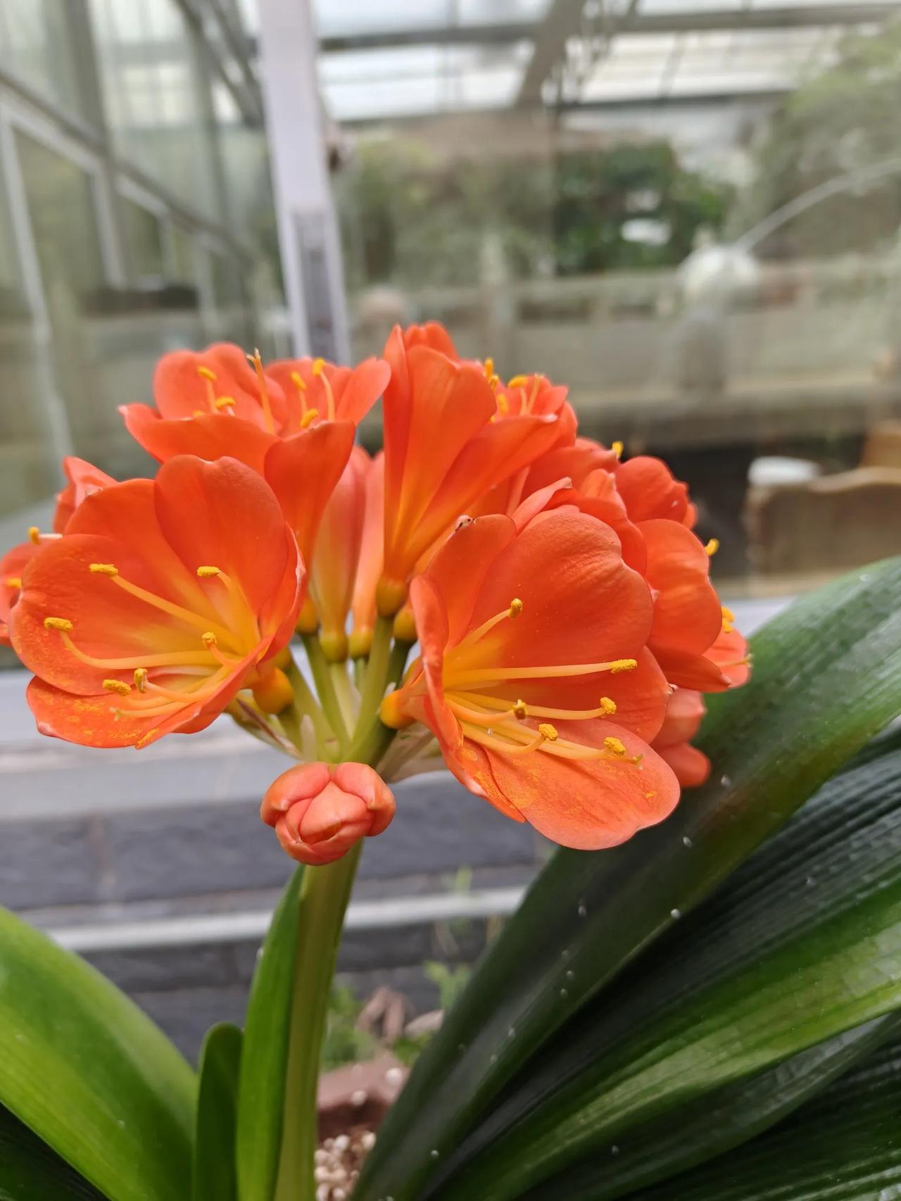 你手机里的花卉