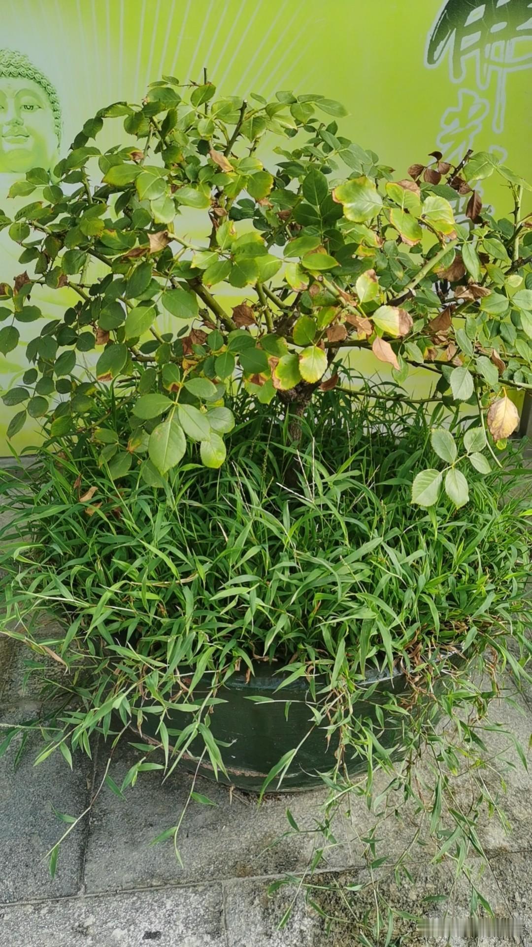 盆中花草悟你我一生


看看眼前这几盆花，以前肯定也是长得很好、开过漂亮的花，风