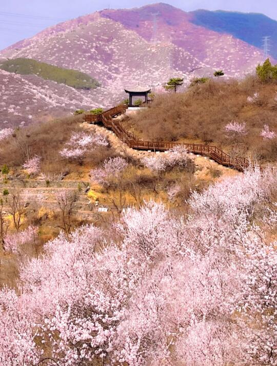 北京3月赏🌸小众木栈道别错过，低幼✔️1h达