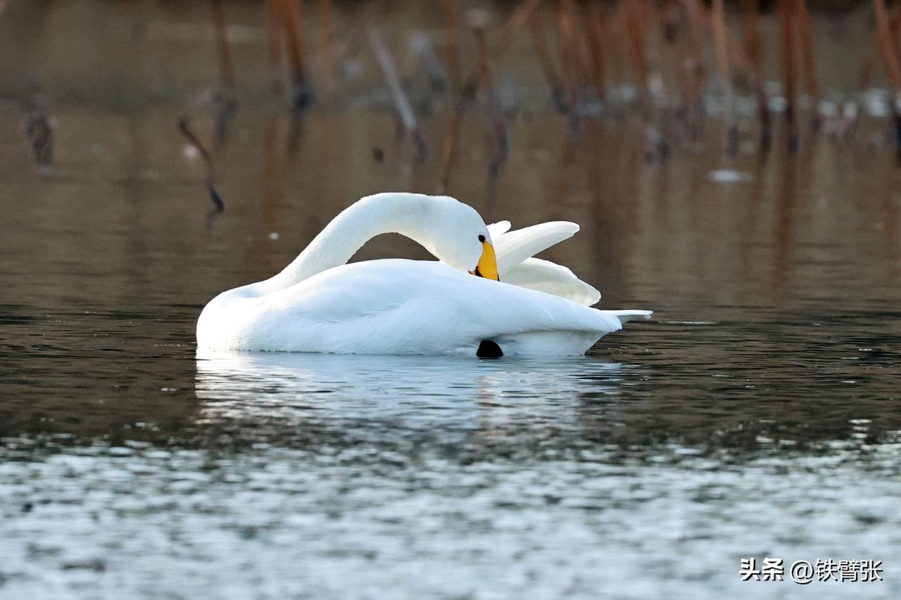 玉渊潭公园的白天鹅