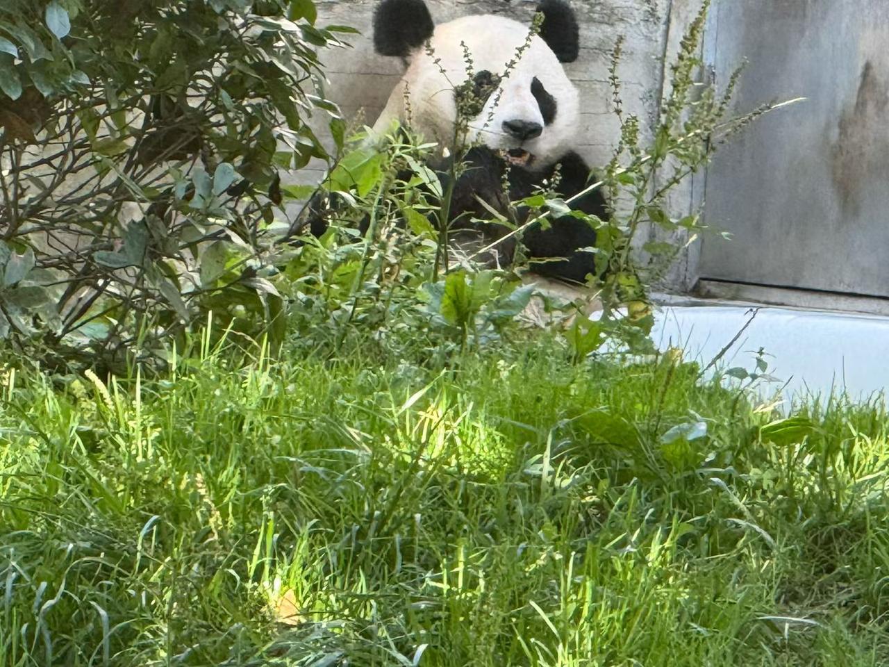 旅行随手拍人间匆忙，不妨学学熊猫。不用追逐太多，有竹相伴，身处绿荫，安安静静，自