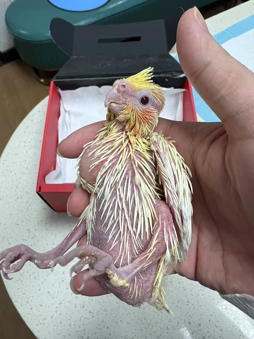 宝宝，你确实是一只小鸡🪶