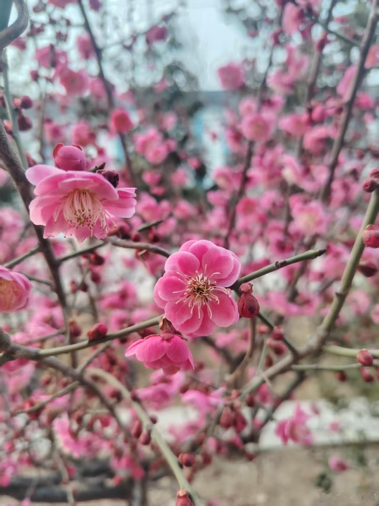 又是一年梅花开 