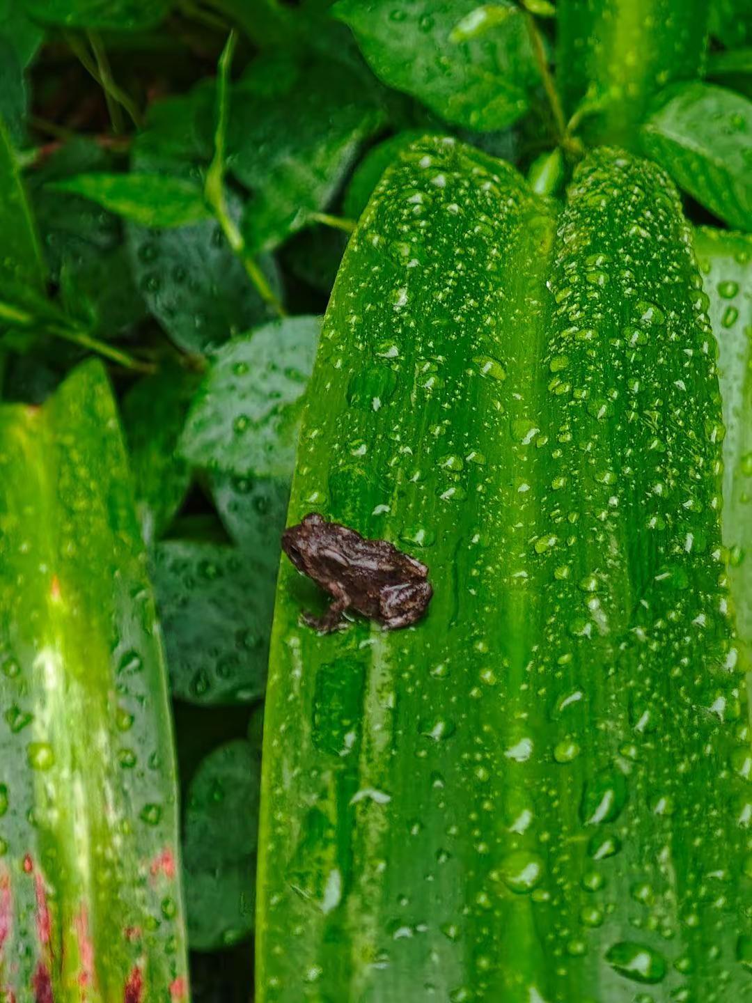 雨后，蛙声一片🐸瞬间就忆起了童年荔湾湖公园 青蛙 蟾蜍 夏天的味道你感受到了吗