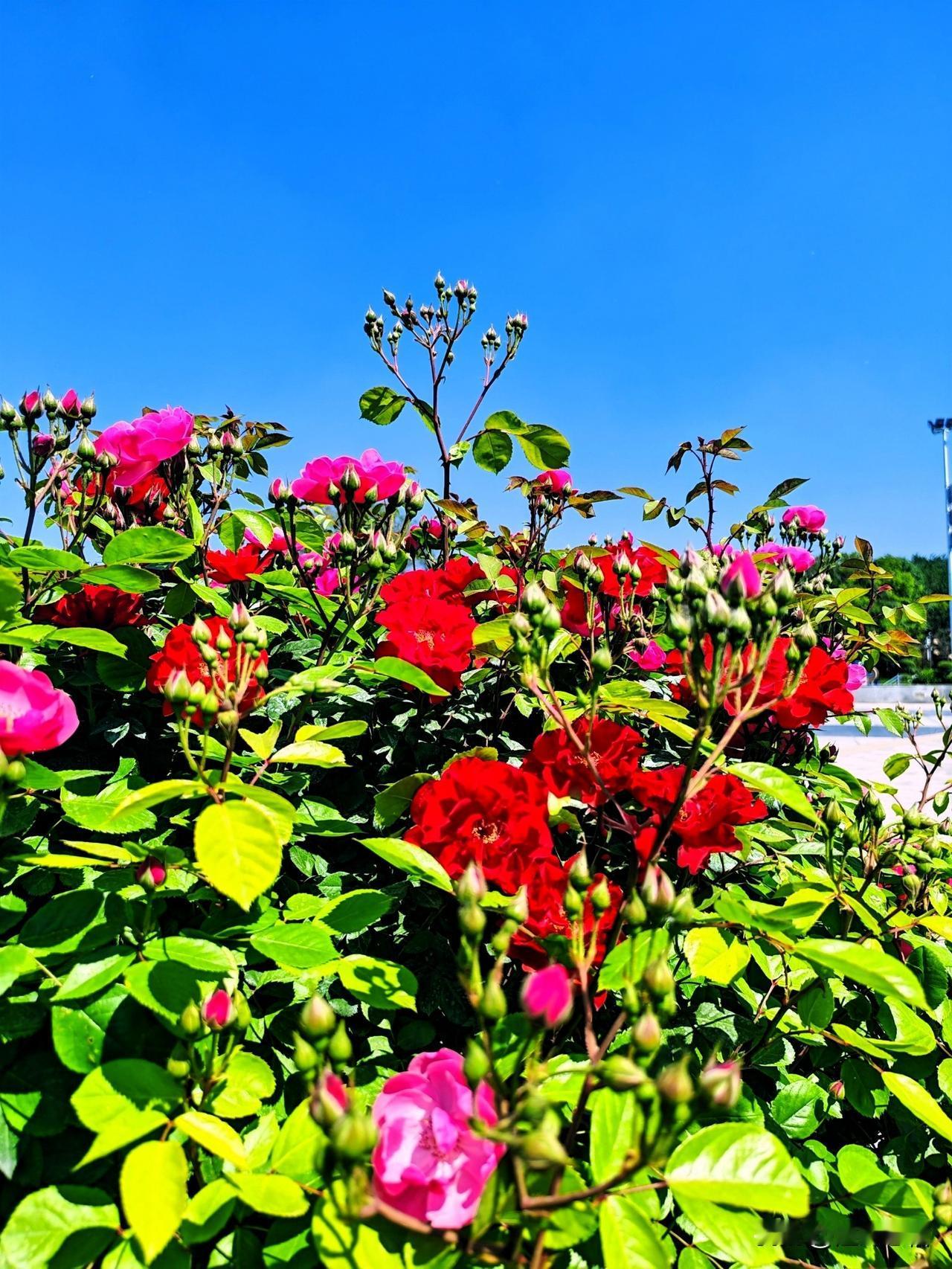 红花开满枝，绿意映晴空。🌸💐🌺