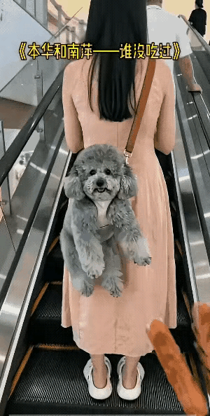 小伙子（举着烤肠凑上前）：小兄弟，来一根？香得很。

泰迪（猛地扭头，甩给小伙子