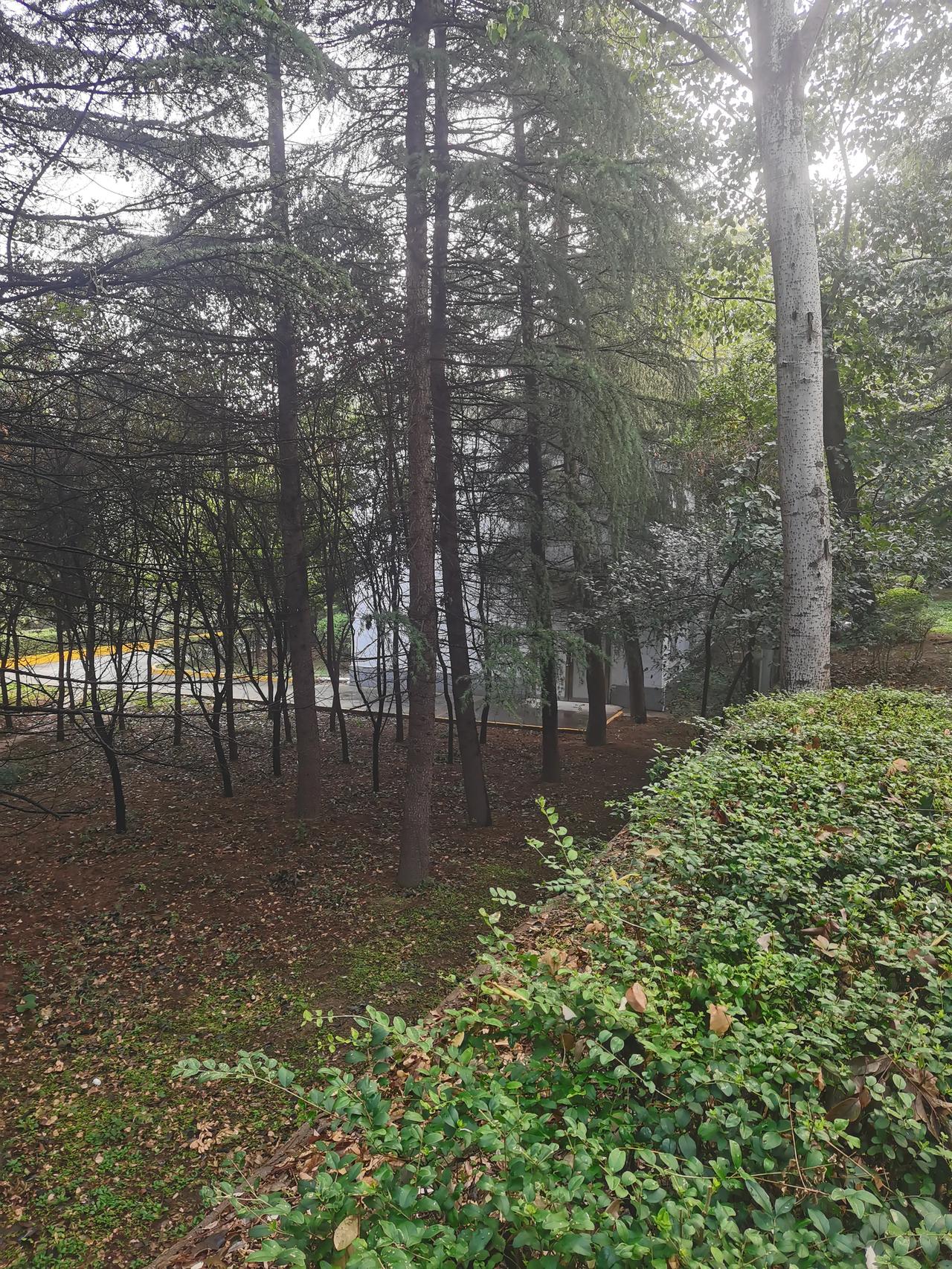 #秋日景色随手拍#参天松四季绿