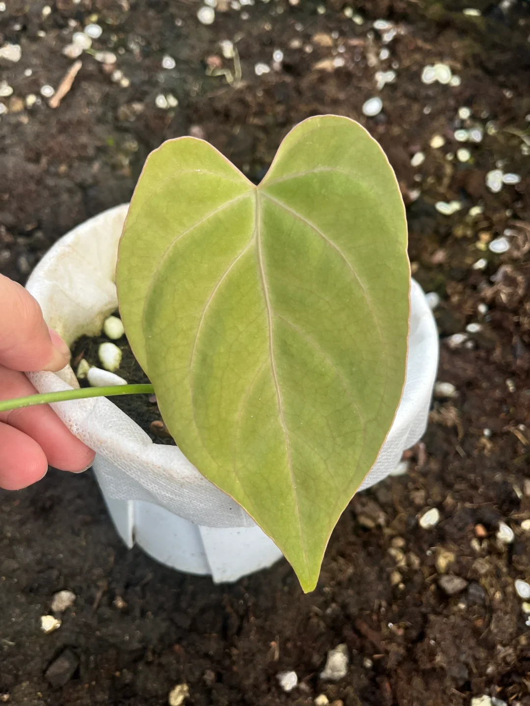 自繁品种——芒果花烛