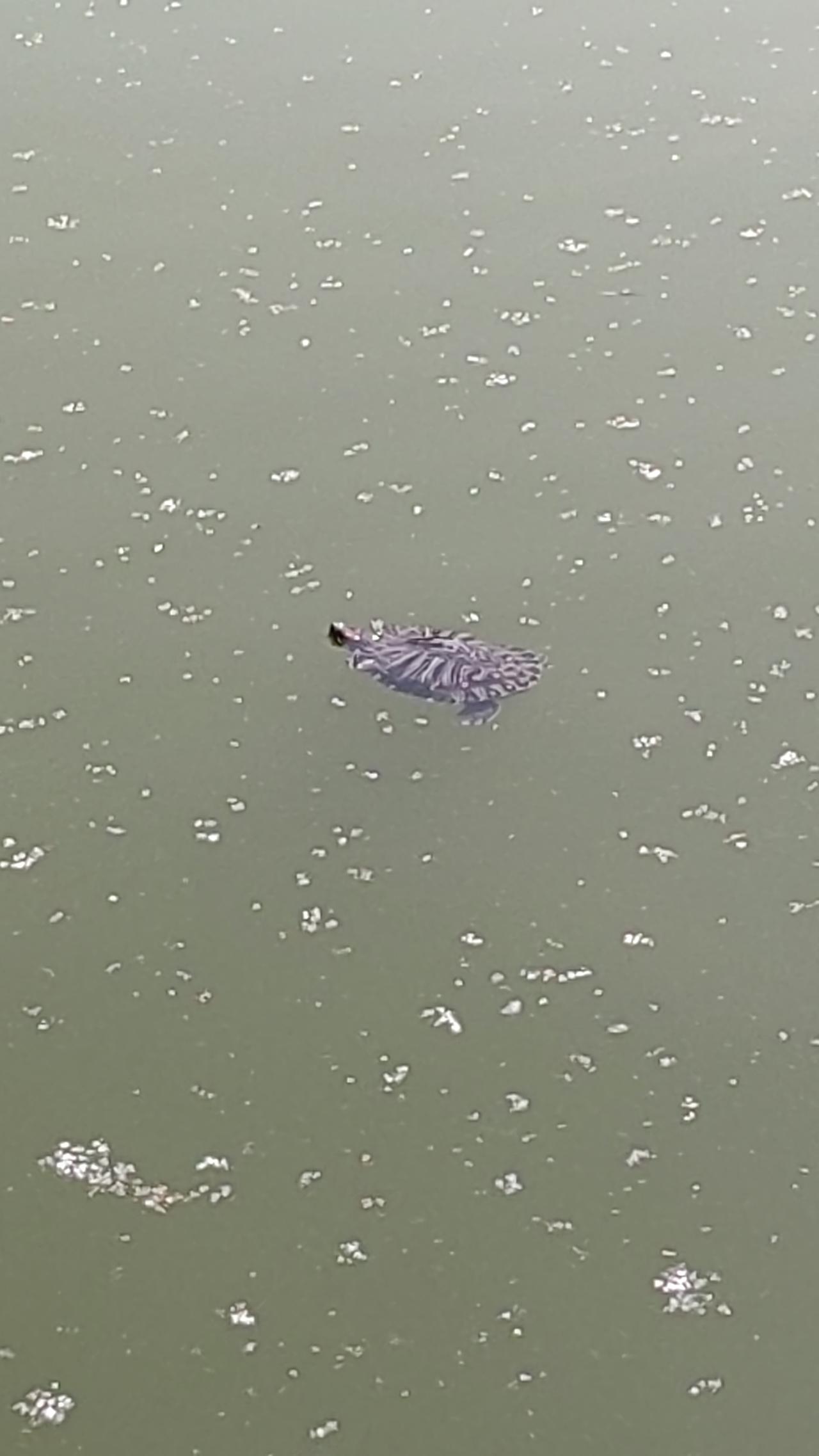 有些地方不能乱夸，一夸可能被打脸。
交完停车费，正在车里夸服务好时，出门又多一道