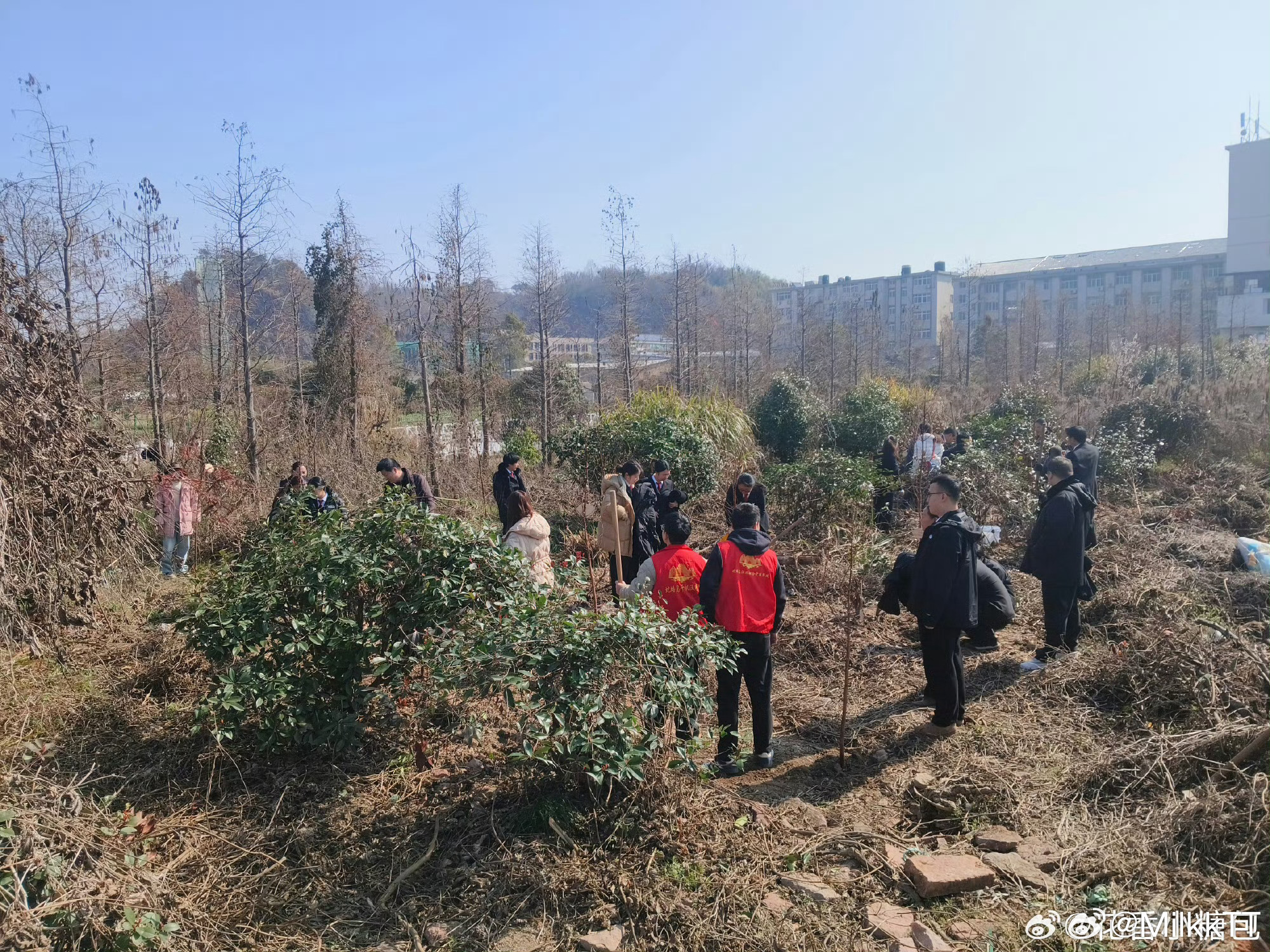 台州志愿者挥锹铲土为家园添新绿台州三门蛇蟠乡，志愿者们身穿红马甲，挥锹铲土、扶苗
