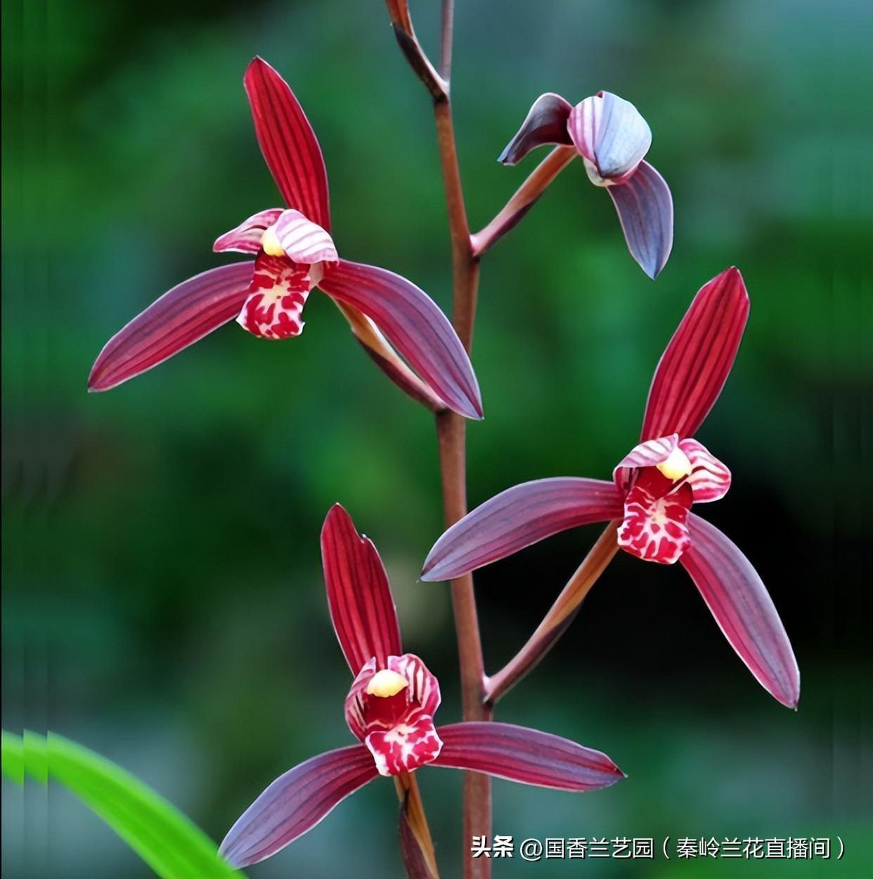 分享一张你的兰花照片